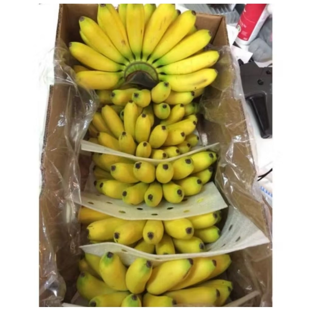 

PISNG MAS PISANG MULI PISANG HIAS PISANG KUALITAS