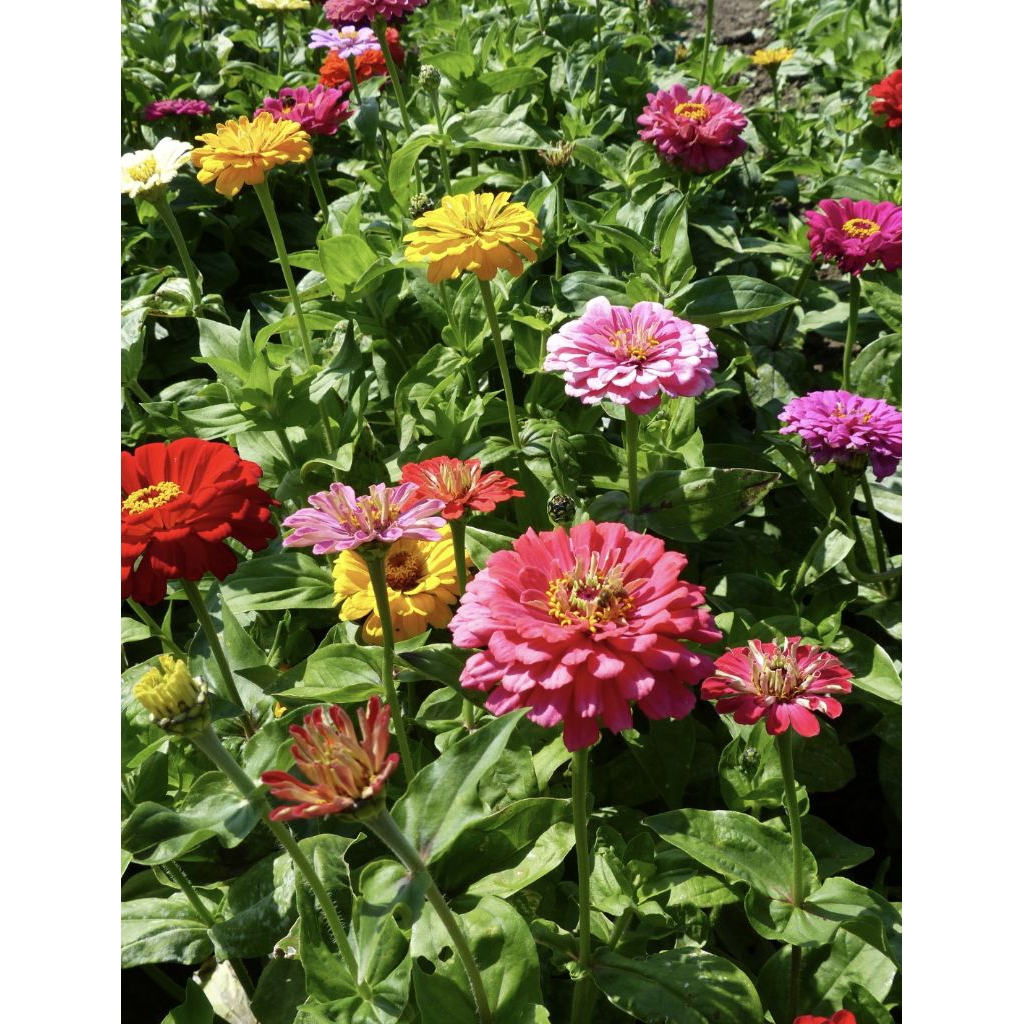 Bibit Bunga Zinnia Elegants