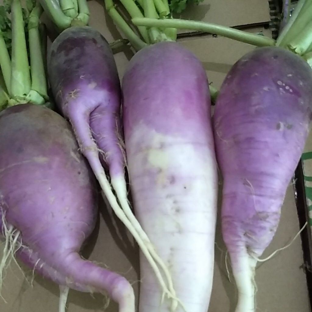 

Lobak Jepang Daikon Radish lalapan segar kilogram