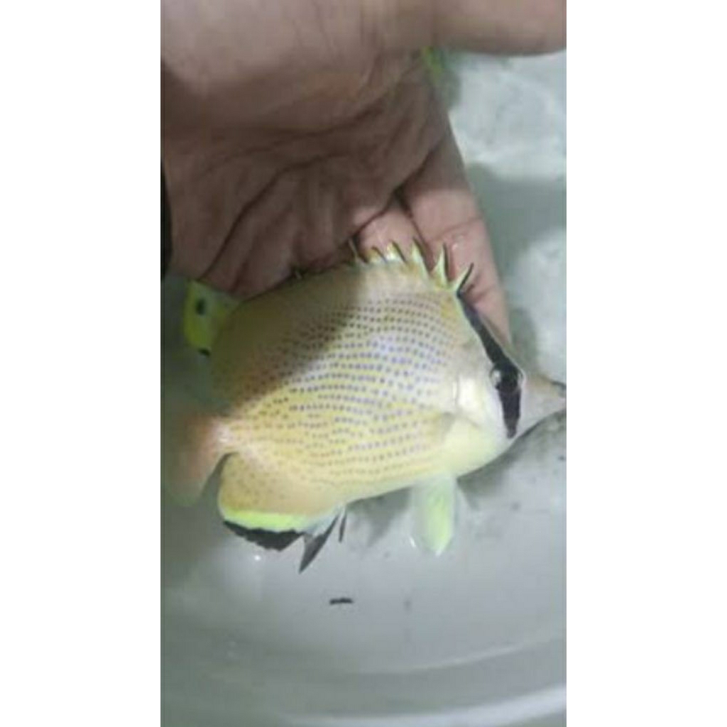 

IKAN HIAS LAUT KEPE SITRUN