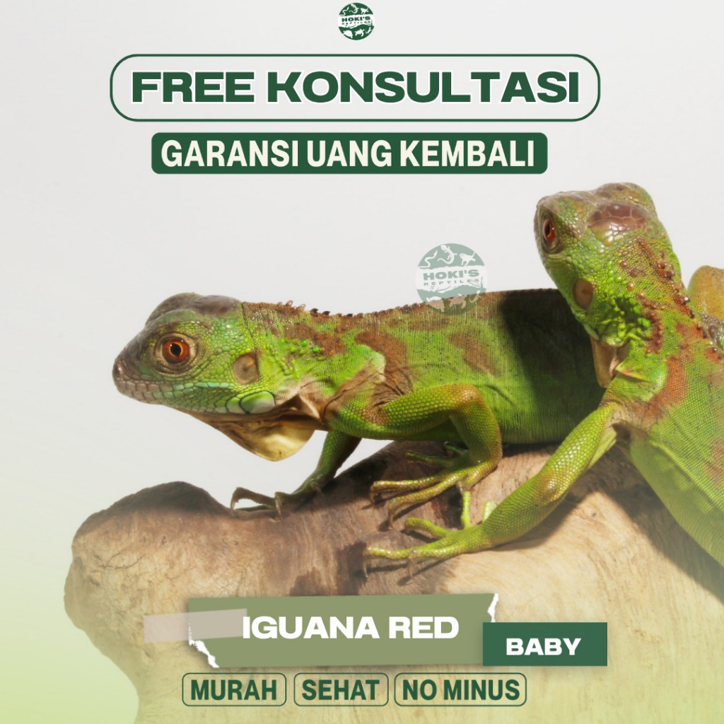 Amira Plastic Pelet Iguana Red Baby Sehat No Minus