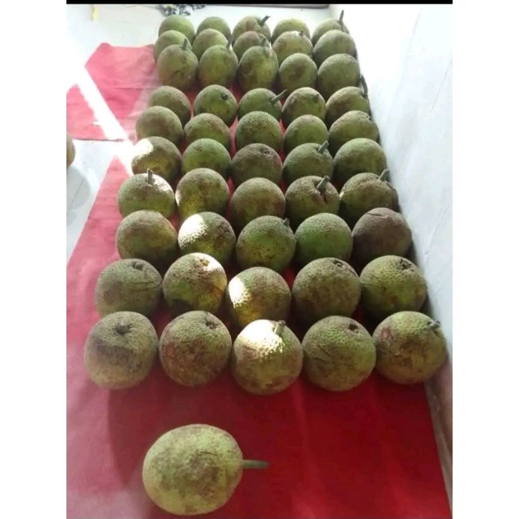 

buah sukun madu manis perbuah