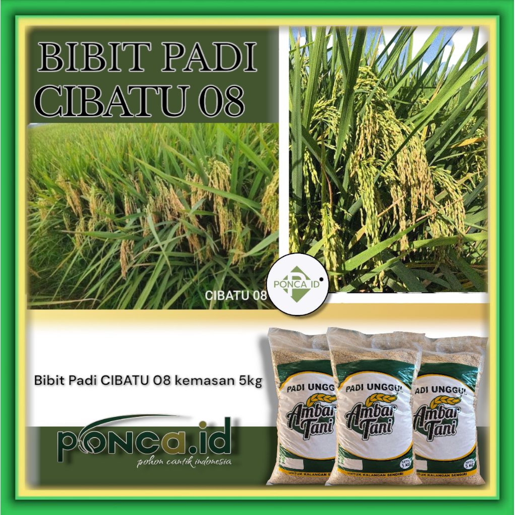 BIBIT PADI CIBATU 08 BENIH UNGGUL 5KG