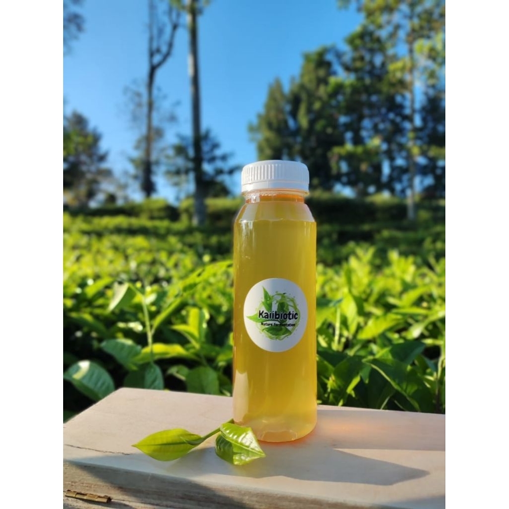 

Starter Kuat Kombucha 250 ml Fermentasi Scoby