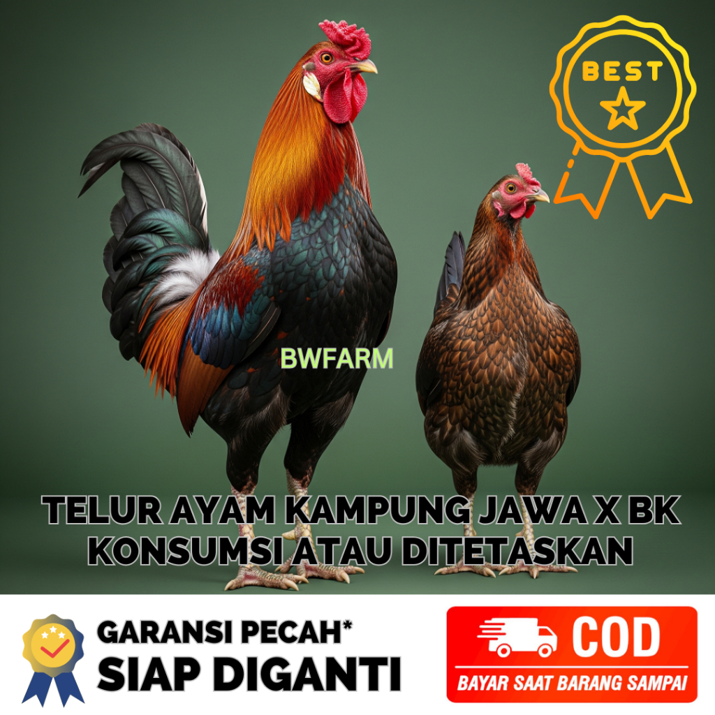 

TELUR TETAS & JAMU KONSUMSI AYAM BANGKOK X AYAM KAMPUNG JOWO ASLI