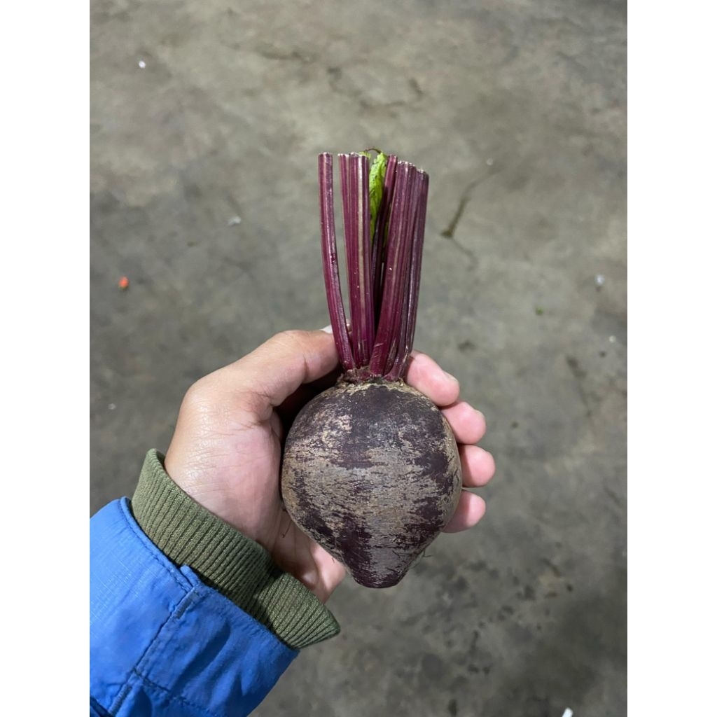 

Beet Root Bit Merah 500gr | Beetroot Segar Premium | Sayuran Fresh Tani Kita Lembang