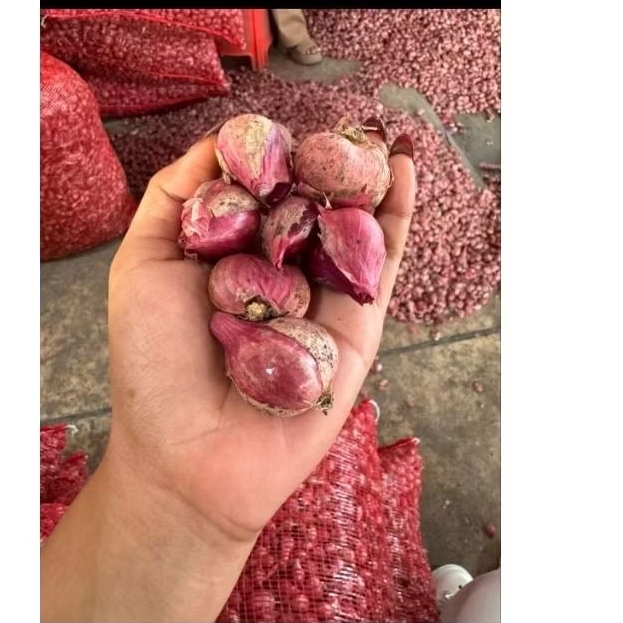 

BAWANG MERAH KERING MURAH 1KG SUPER