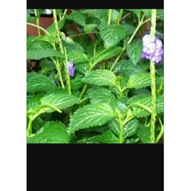 

1kg daun pecut kuda /daun jarong obat herbal per 1kg