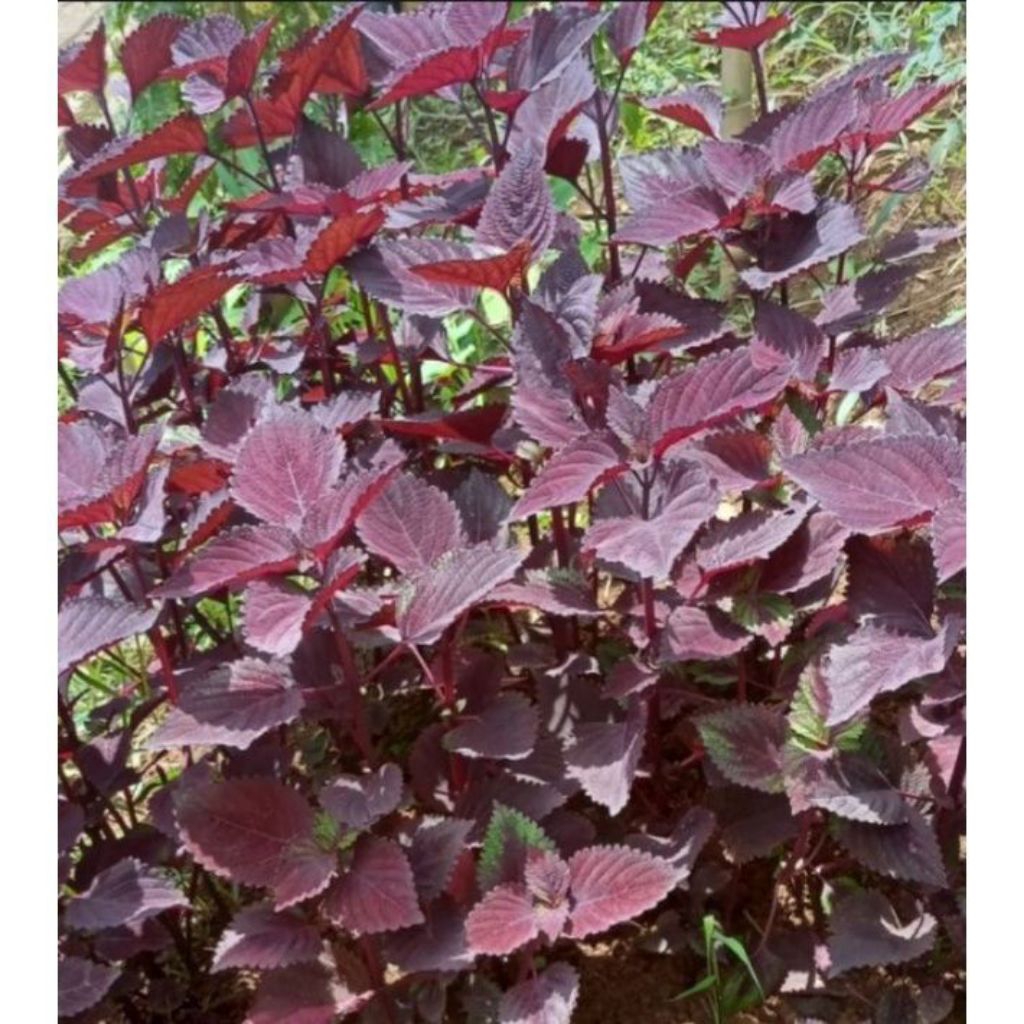 

Daun jawer kotok/ miana 50 lembar segar