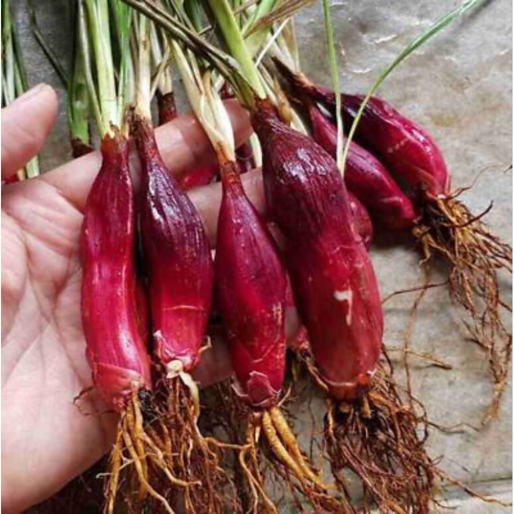 

Bawang dayak segar 200gr