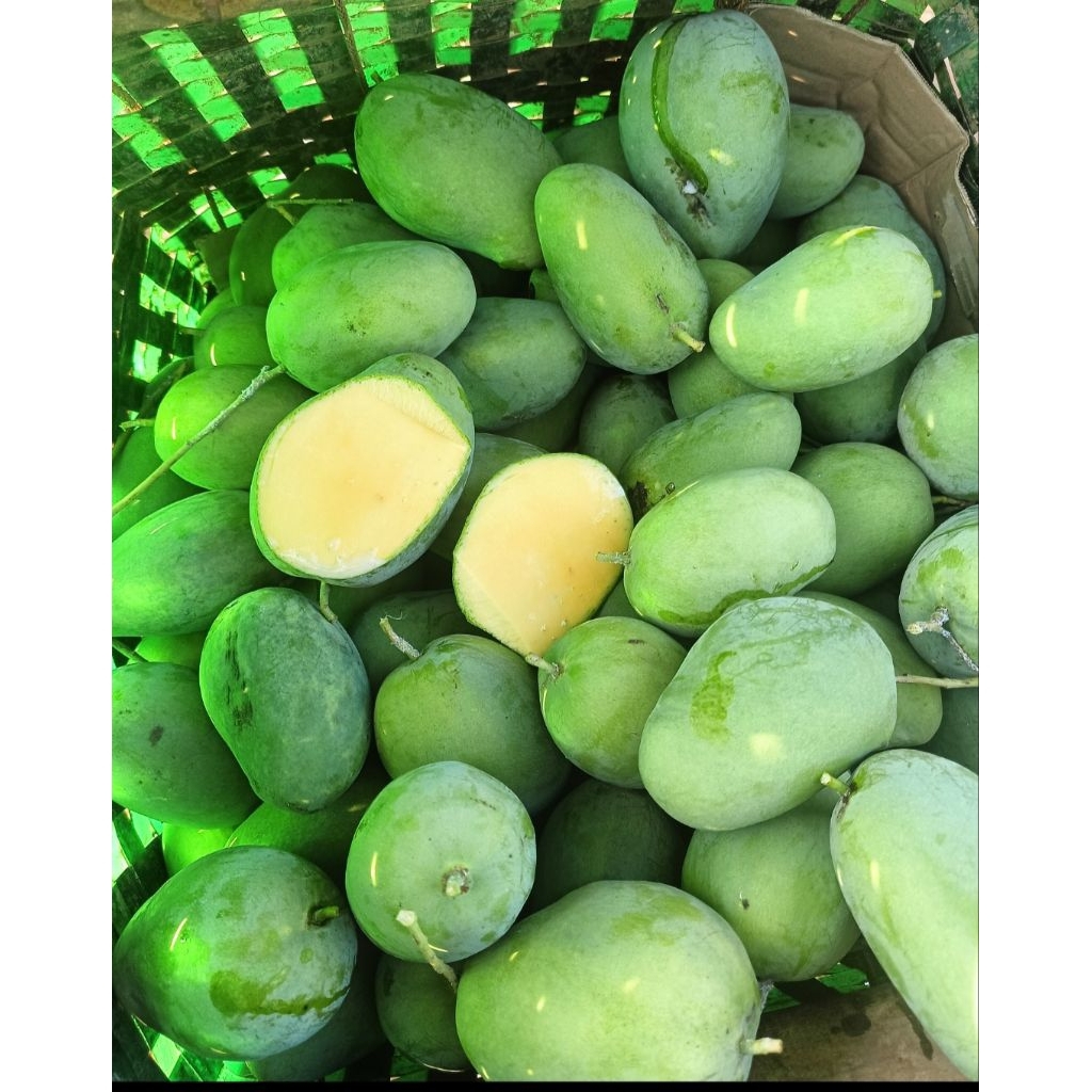 

Mangga Mentah Gaer Jawa