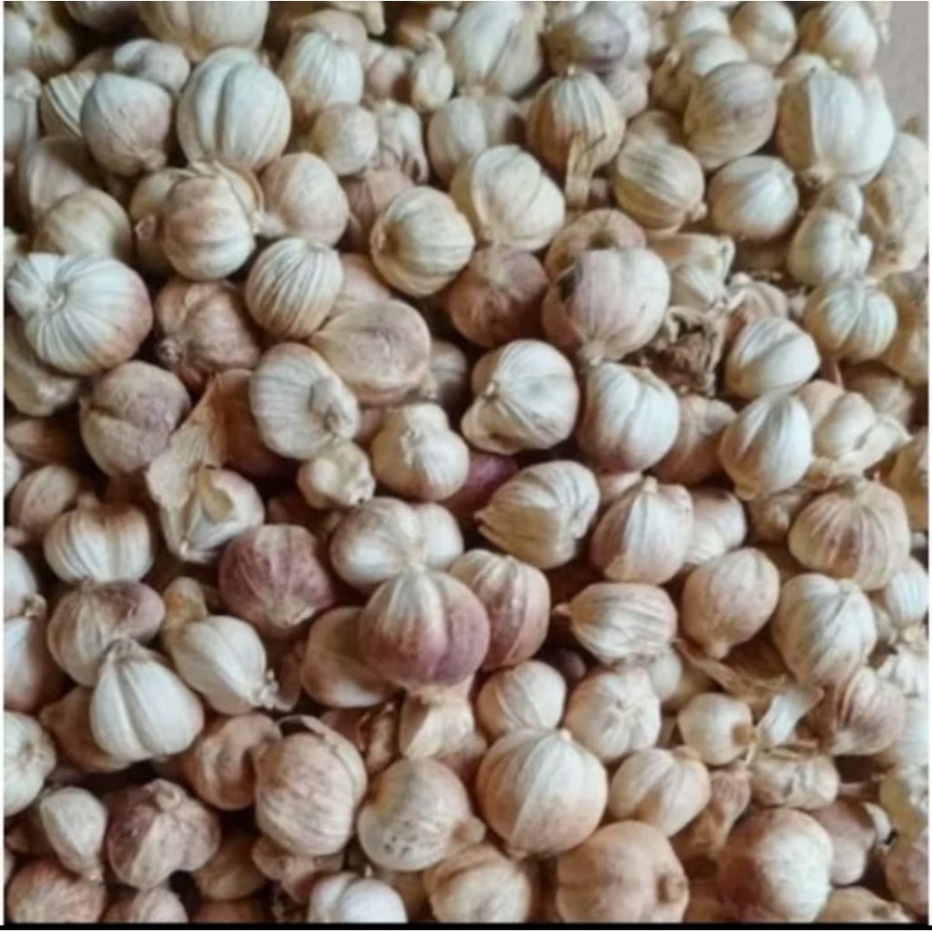 

KAPOLAGA 500 GRAM KERING SIAP TERBAR PESONA PEROMO