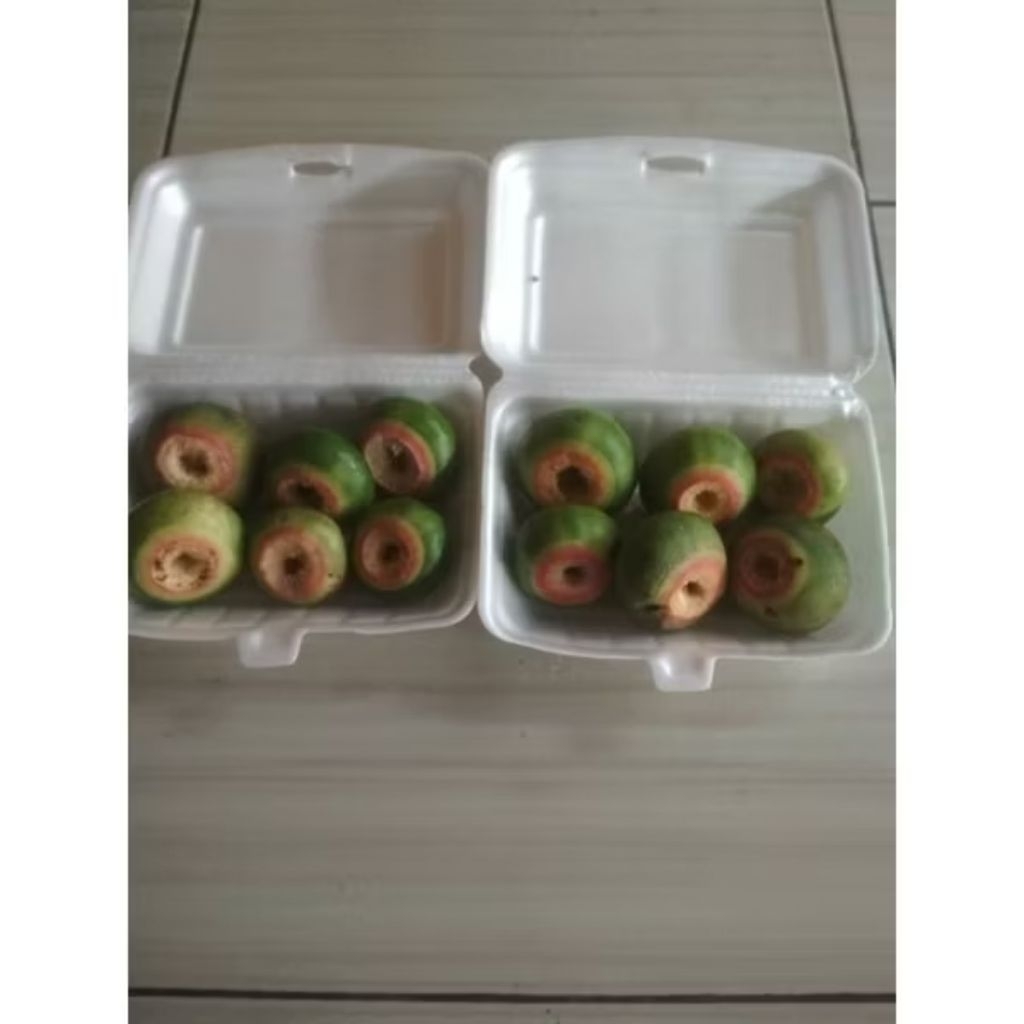 

PAKET BUAH PEDADA 2 KG GRATIS 1 KG PROMO