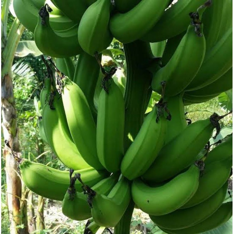 

Pisang Nangka /1 Tandan