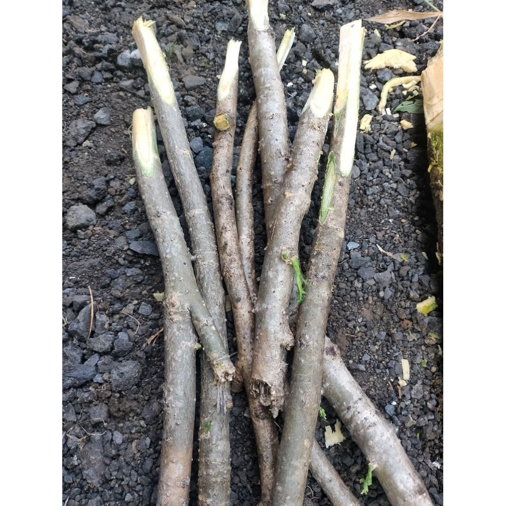 stek kelor isi 20 batang