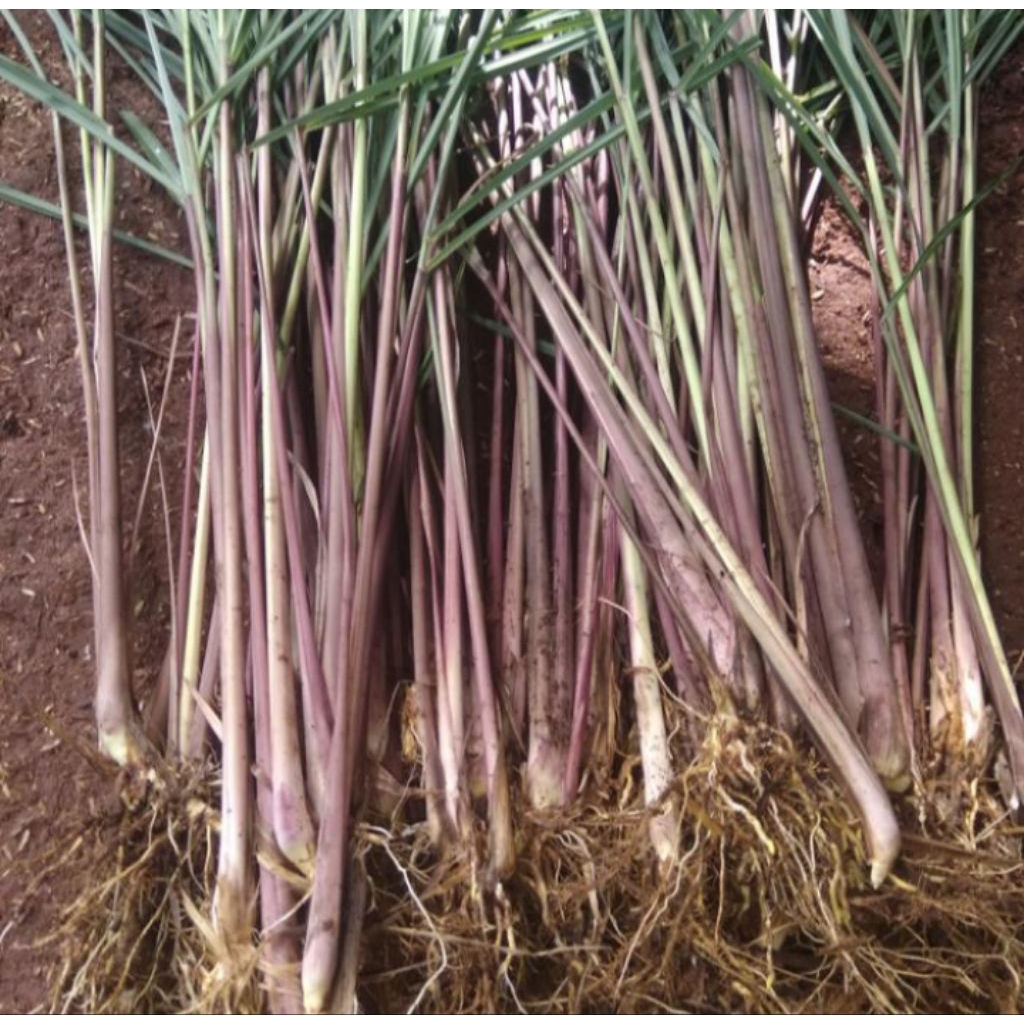 

promo sereh wangi segar / sereh merah / sereh lanang 500gr