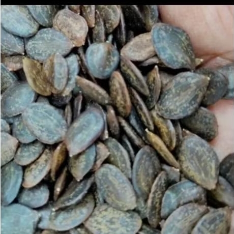 biji kaliandra bibit kaliandra