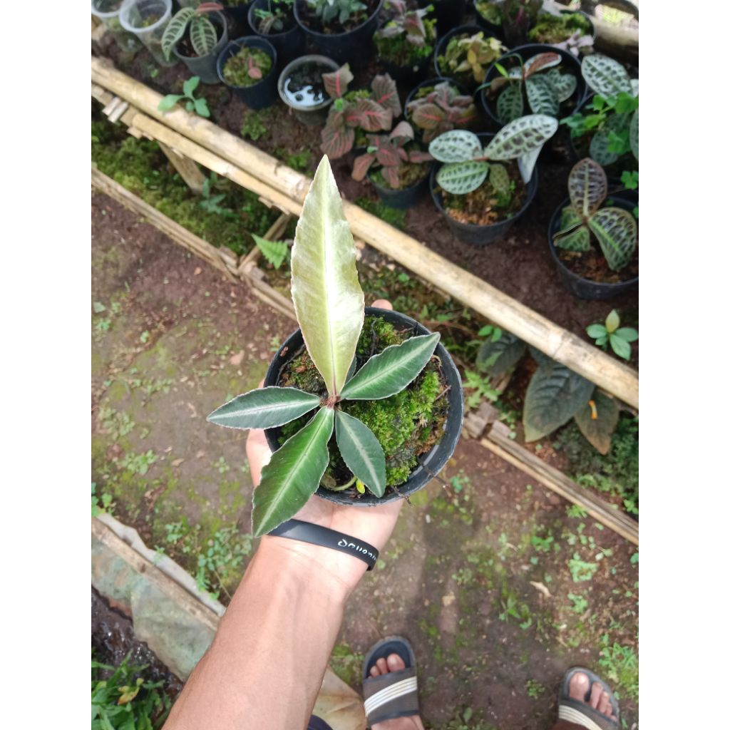 ardisia sp"pink line"tanaman hias paludarium terrarium jungleplant