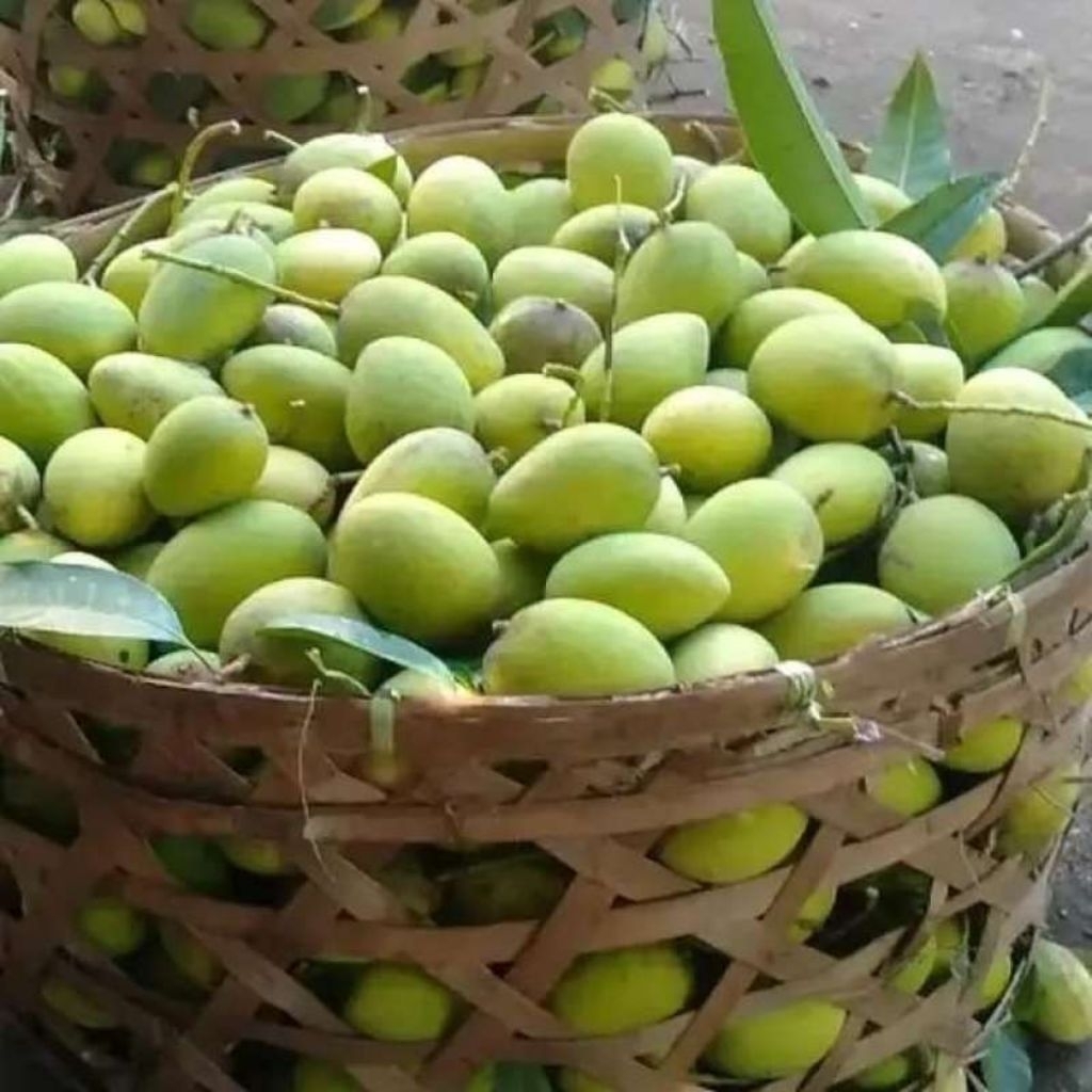 

mangga muda, mangga
