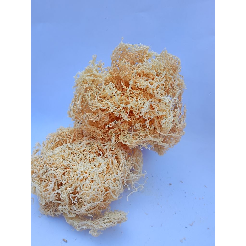 

RUMPUT LAUT / Bulung / sayuran / 50 gr