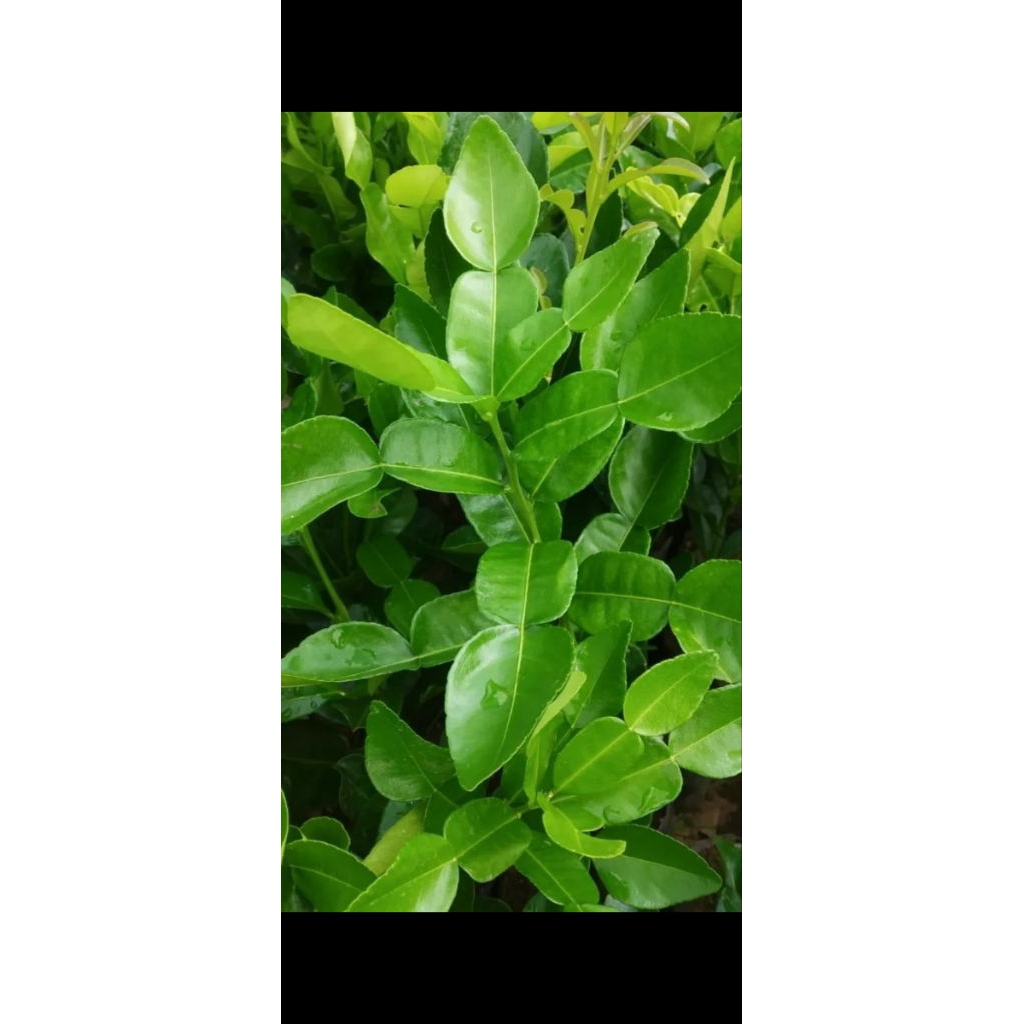 

Daun jeruk fresh