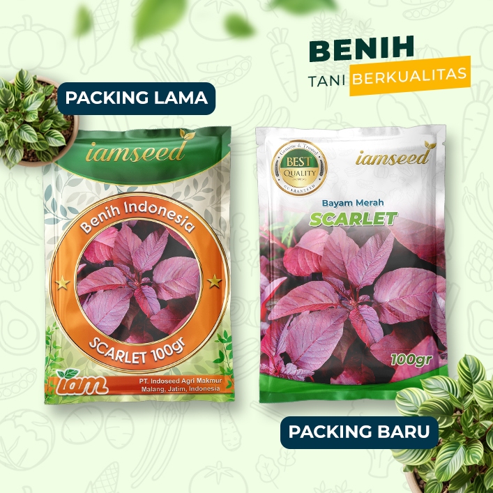 

Scarlet 100gr | Bayam merah