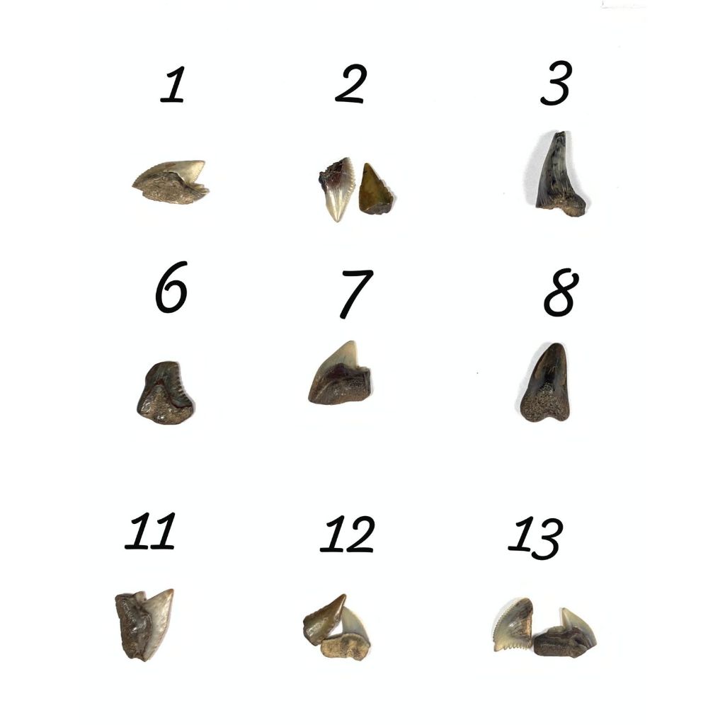 Gigi Hiu fosil batu - Fosil Gigi Hiu