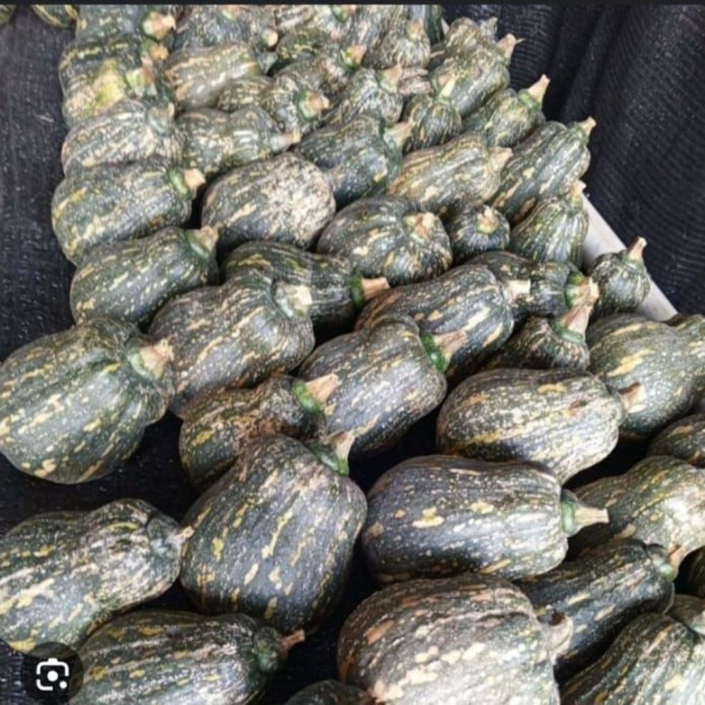 

LABU SUGARY LABU MANIS 900 GRAM