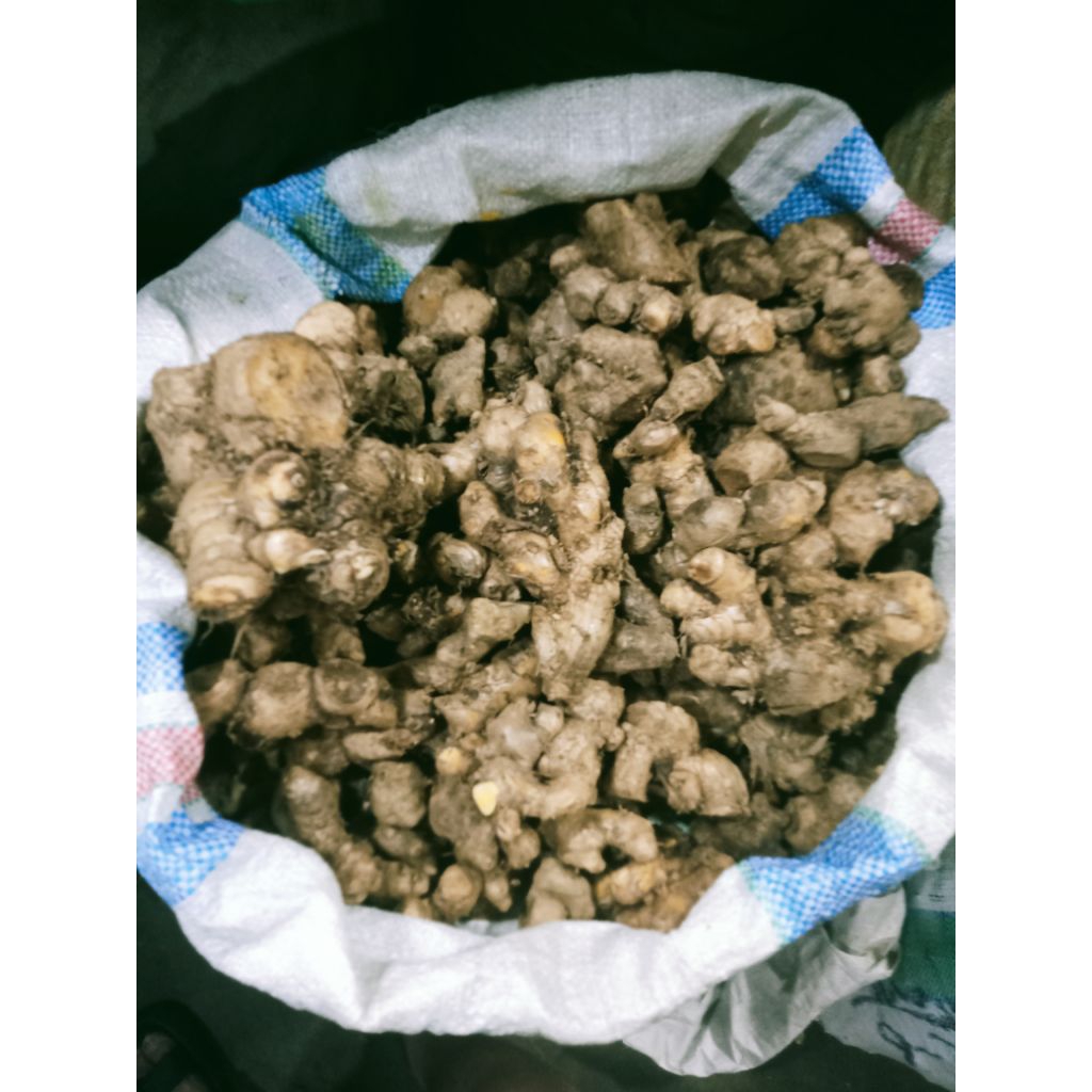 

Bangle buah/seger/utuh