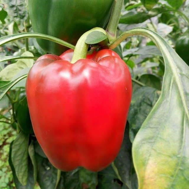 PAPRIKA MERAH SUPER BIBIT 1 BIJI BENIH PAPRIKA MERAH BESAR F1 PAPRIKA UNGGUL MERAH SUPER BERKUALITAS