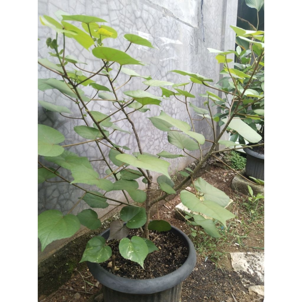 Bahan bonsai waru india program akar/ pecah batang /tanaman hias