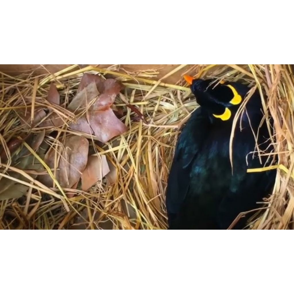 

telur burung beo original siap untuk di teteskan Djamin menetas