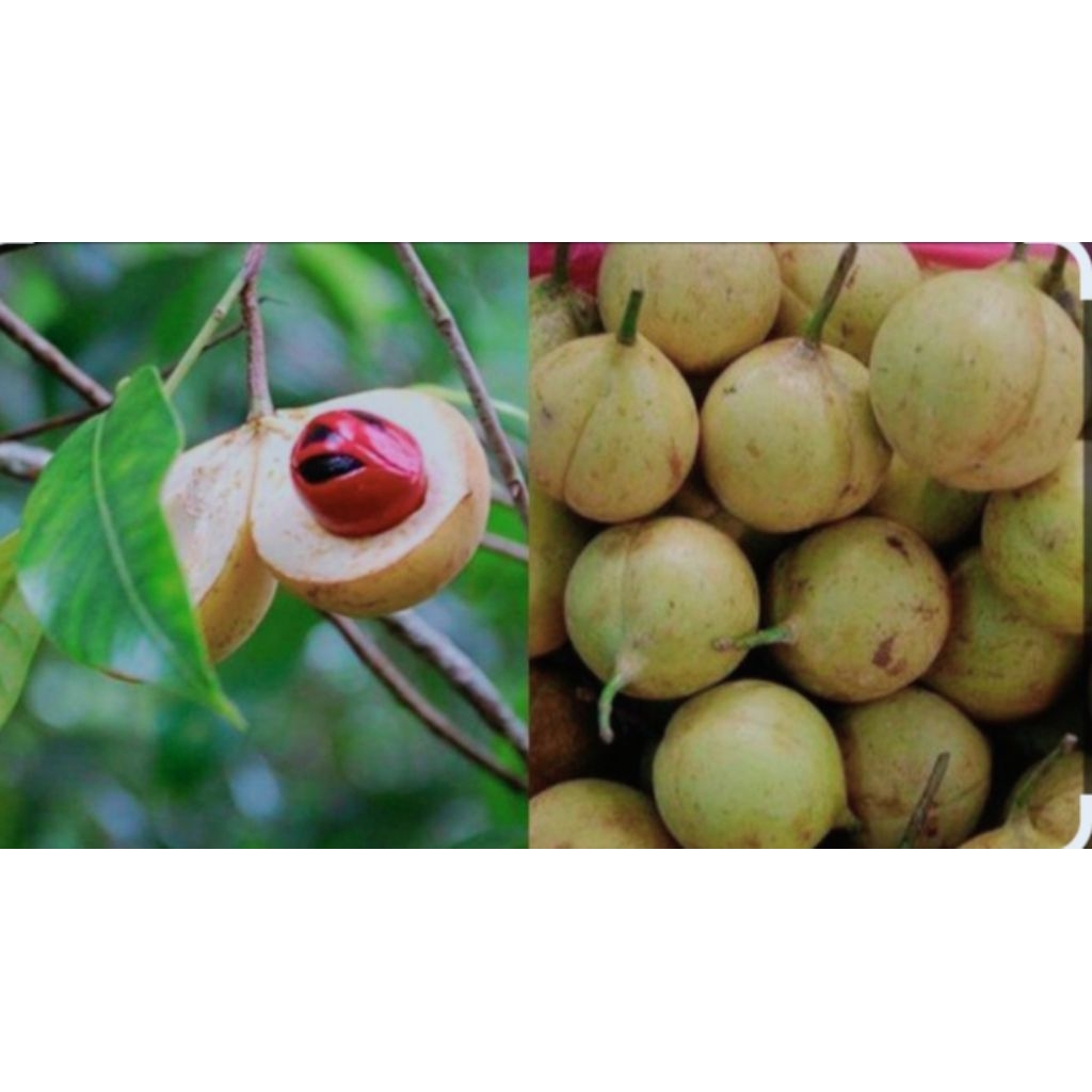 

Buah pala segar langsung petik