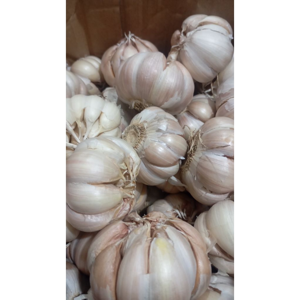

Bawang putih 1/4 kg