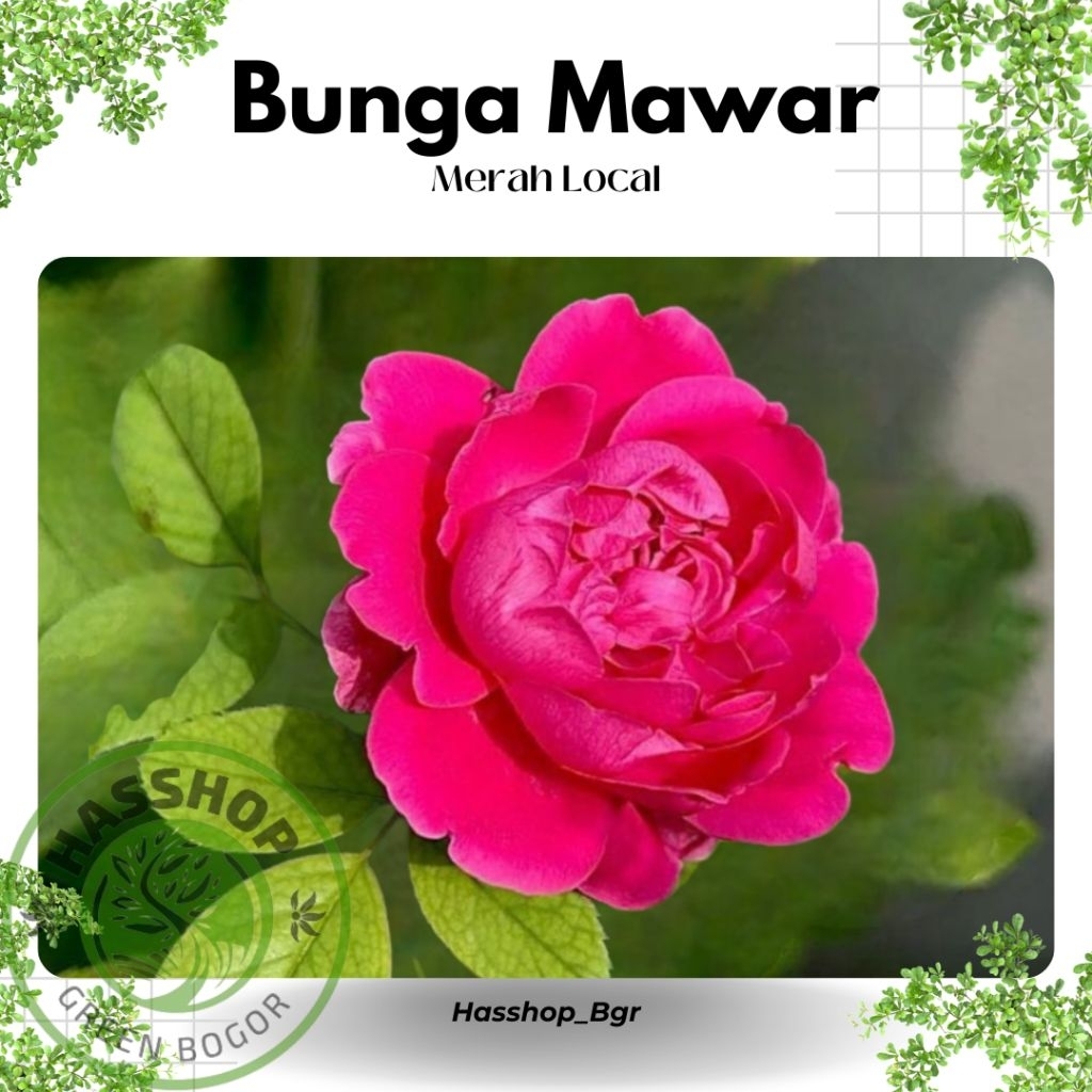Bunga Mawar Merah Lokal Bibit Terbaik Mawar Merah Kampung Bibit Sudah Berakar
