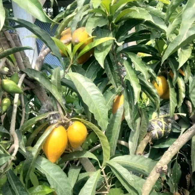 yellow sapote besar berbuah