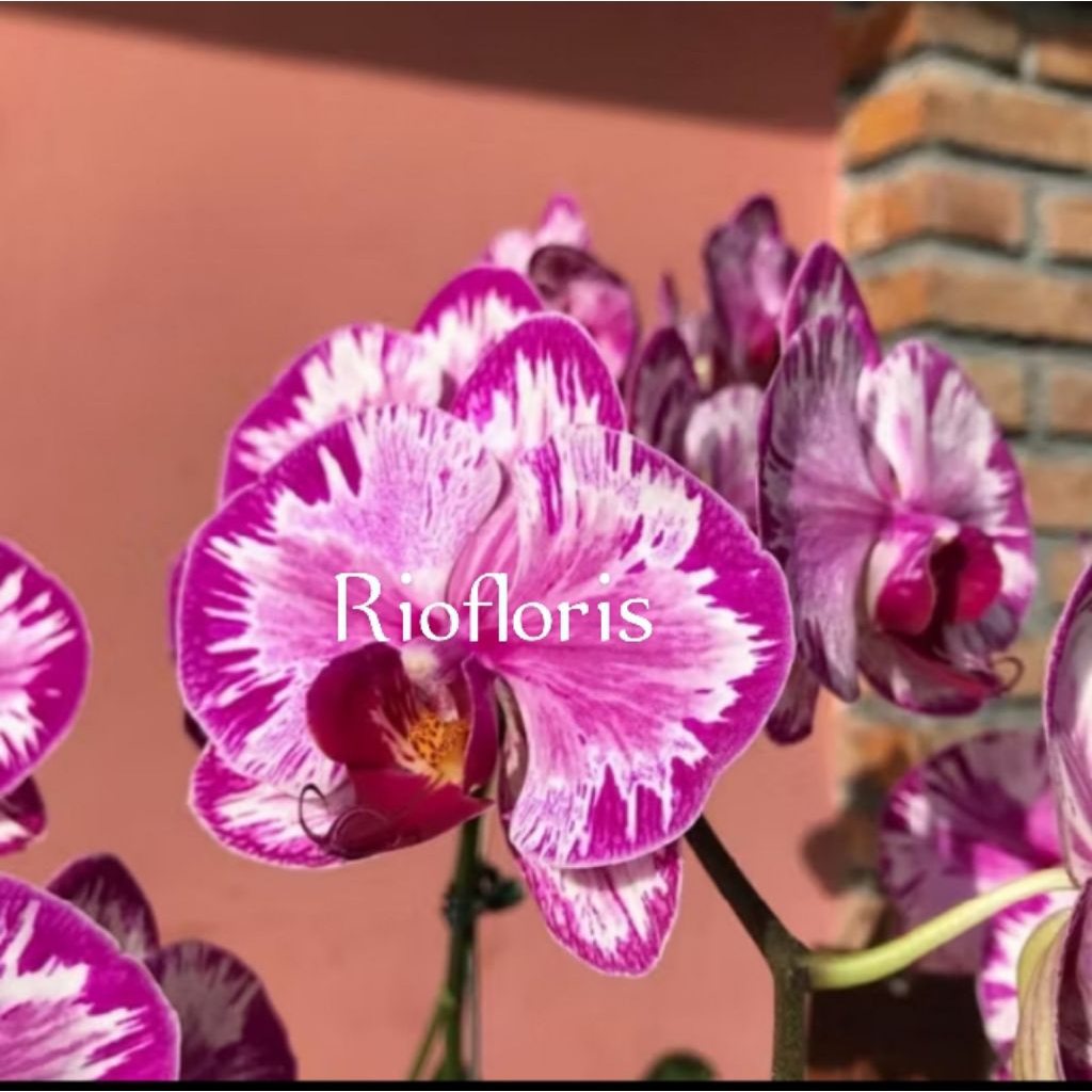 anggrek bulan spike ungu corak jumbo