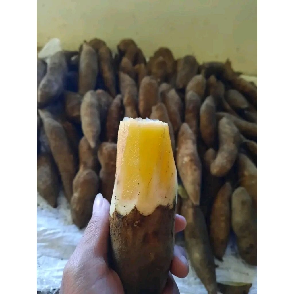 

UBI YAKON 1kilo isi 4_5