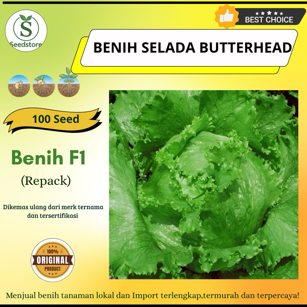 100 Biji - Benih selada kepala renyah