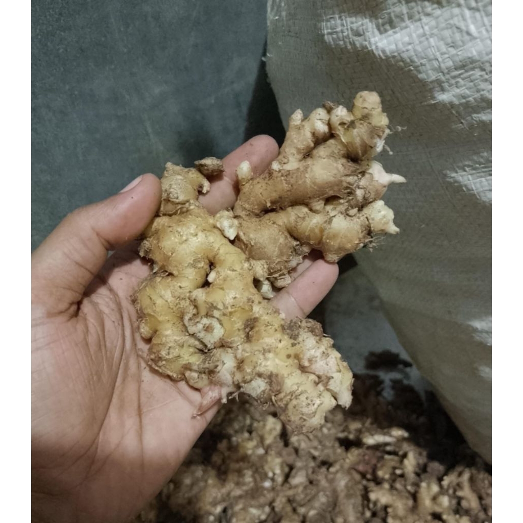 

Jahe emprit lokal fresh segar kemasan 1kg