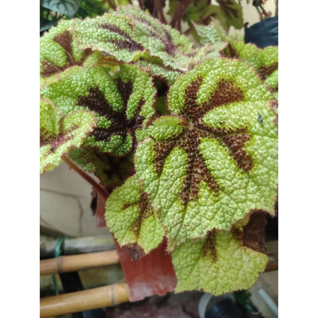 bunga tapak macan/kumbang