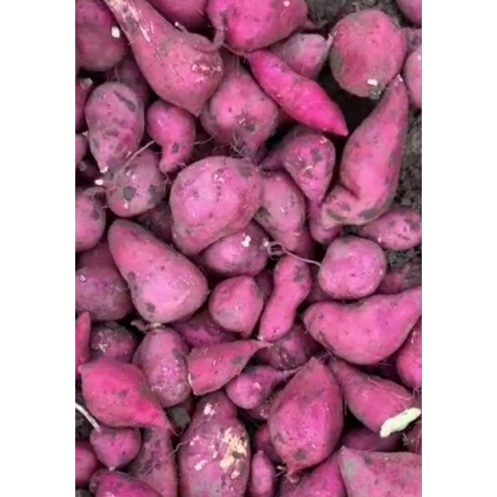 

ubi merah / ubi mukid 1 kg