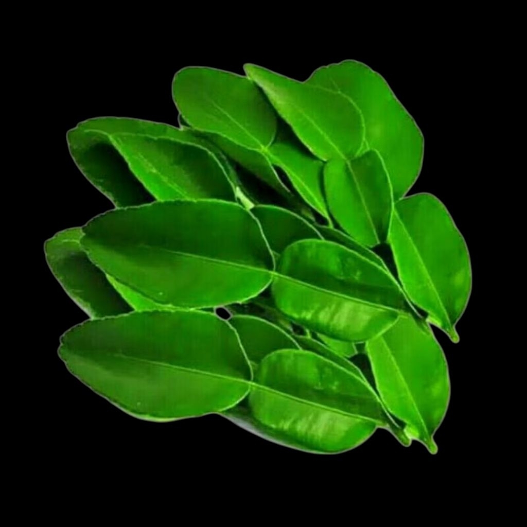 

daun jeruk purut fresh