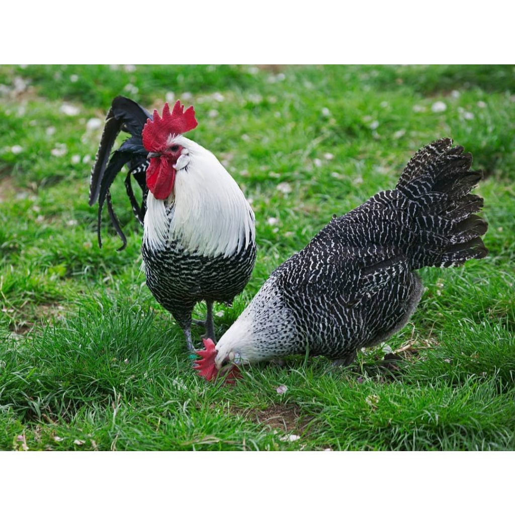 Ayam petelur, ayam arab petelur