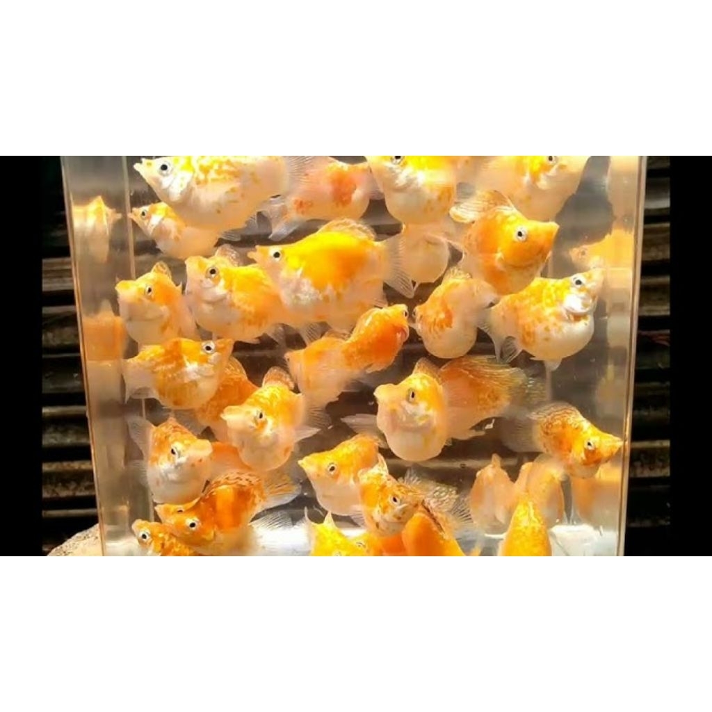 molly balon golden Thailand