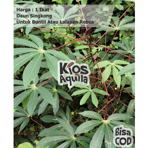 

Daun Singkong 1 Ikat Untuk Buntil Lalapan Rebus