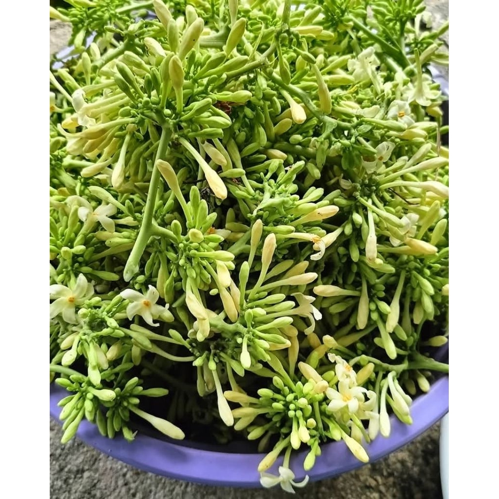 

Bunga pepaya Segar 500gram