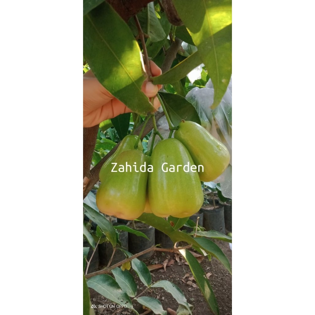 COD • BIBIT JAMBU AIR SALJU