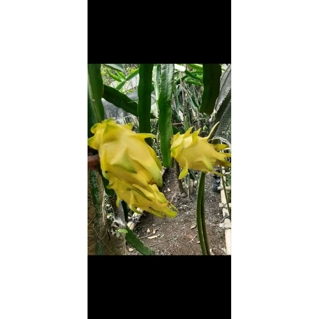 BiBIT BUAH NAGA WARNA KUNING