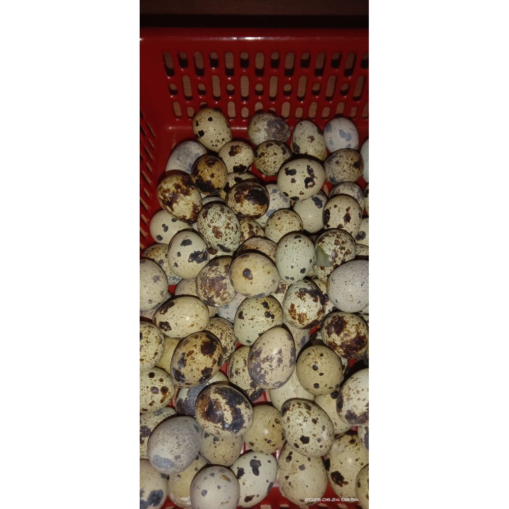 

Telor puyuh mentah 250gram
